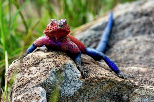 Com 30 cm, suas cores — azul e vermelho — lembram o figurino do super-herói. A textura da pele também é parecida com a da roupa do personagem (Foto: Reprodução)