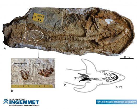 A peça encontrada inclui uma mandíbula com fileiras de dentes afiados e parte do estômago do animal, onde foram encontrados restos de sardinhas, indicando uma dieta rica em peixes pequenos e oleosos (Foto: Ingemmet Perú/Facebook)