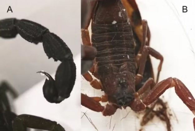 Um escorpião capaz de pulverizar veneno foi identificado pela primeira vez na América do Sul (Foto: Léo Laborieux/Zoological Journal of the Linnean Society, 2024)