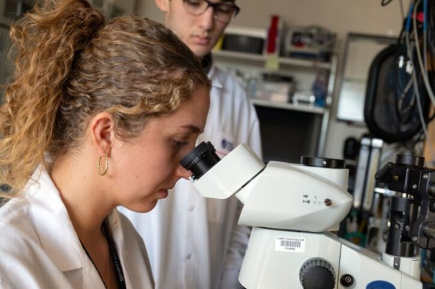 A pesquisa demonstrou que as micropartículas podem sustentar animais sem oxigênio por até 15 minutos (Foto: Michael Goderre/Hospital Infantil de Boston)