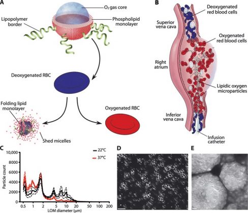 Microbolhas de gás dissolvem-se no sangue, oferecendo oxigênio e prevenindo danos aos órgãos vitais (Foto: Science Translational Medicine)