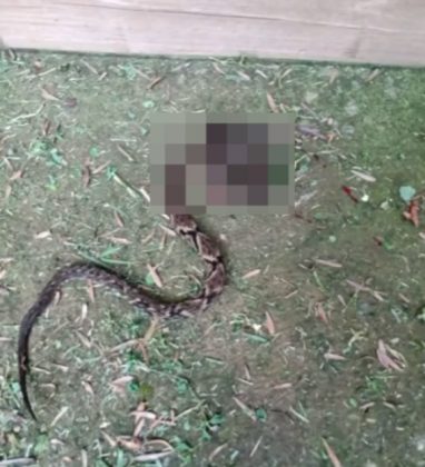 Um vizinho relatou ter matado uma cobra próxima à casa, reforçando a suspeita inicial (Foto: Reprodução/EPTV)