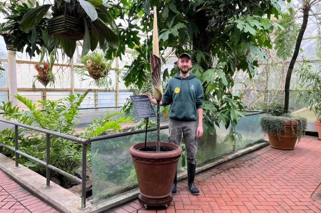 Milhares de turistas se reuniram no último final de semana para presenciar um evento raro. As gigantescas flores-cadáver desabrocharam nos jardins botânicos de Nova York e Sydney. Esse fenômeno acontece poucas vezes durante a vida da planta (Foto: Jardim Botânico do Brooklyn)