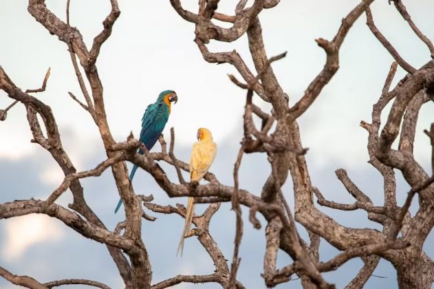 Registros como esse são valiosos para a ciência. Além de revelar detalhes da genética, ajudam a entender a interação das aves. Para Clóvis, a fotografia de natureza tem um papel essencial (Foto: Clóvis Cruvinel)