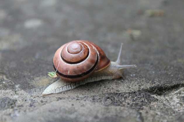 Entre 2012 e 2017, conservacionistas exploraram as Ilhas Desertas, próximas à Ilha da Madeira, em Portugal, e encontraram uma pequena população sobrevivente em penhascos isolados (Foto: Unsplash)