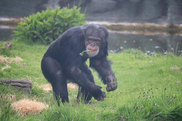 Assim como o bocejo pode ser induzido entre humanos, os chimpanzés parecem sincronizar suas idas ao banheiro, um fenômeno observado pela primeira vez em animais (Foto: Unsplash)