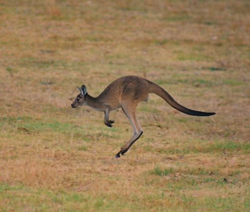 Underhill estimou que o animal tinha cerca de dois metros de altura e pesava em torno de 100 quilos (Foto: Unsplash)