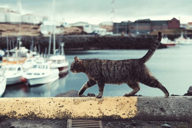 O envelhecimento dos gatos é mais acelerado no início da vida. O primeiro ano de um gato equivale a aproximadamente 15 anos humanos (Foto: Unsplash)