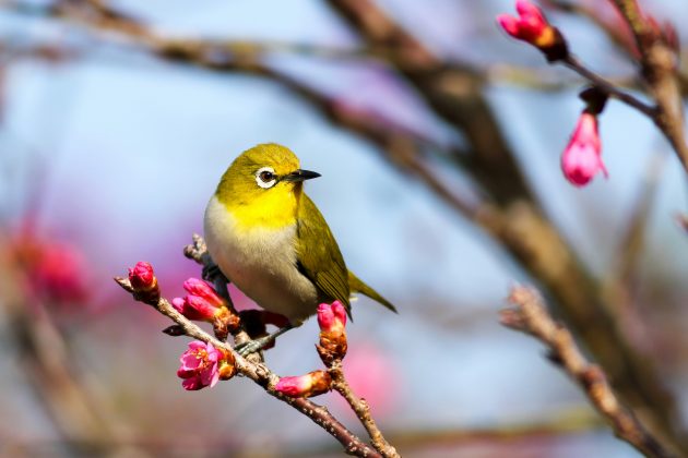 Essa característica permite que seus sons sejam traduzidos em algo semelhante ao canto de pássaros (Foto: Unsplash)