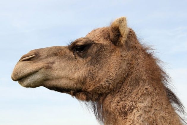 Os camelos são símbolos de resistência e adaptabilidade no deserto. (Imagem: Pixabay)