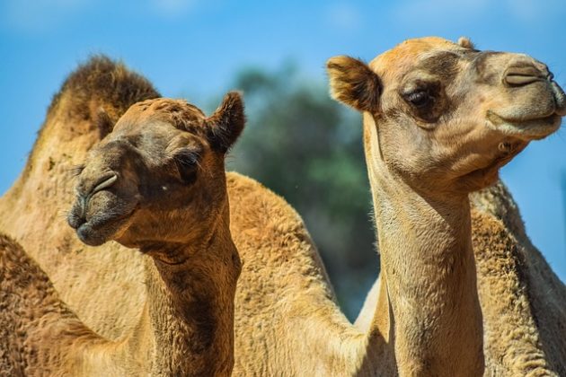 Os camelos são conhecidos por sua impressionante capacidade de sobrevivência em ambientes áridos. (Imagem: Pixabay)