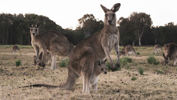 O ataque aconteceu a cerca de 350 km de Rockhampton (Foto: Unsplash)