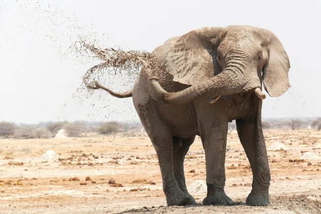 O santuário Koh Yao Elephant Care, conhecido por promover interações entre turistas e animais, afirma que as atividades realizadas no local têm como objetivo financiar a manutenção e o bem-estar dos elefantes (Foto: Unsplash)