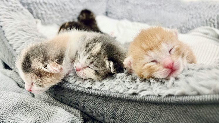 "Nosso objetivo é realizar uma análise sistemática dos fósseis de gatos na China e em outras partes do mundo, ampliando o conhecimento sobre as origens e a história evolutiva desses animais. (Foto: X)