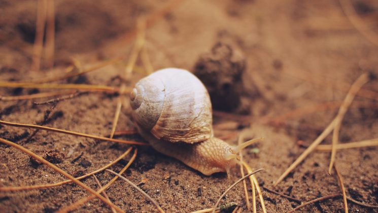 Para proteger os poucos caracóis restantes, 60 indivíduos foram transferidos para zoológicos no Reino Unido e na França (Foto: Unsplash)