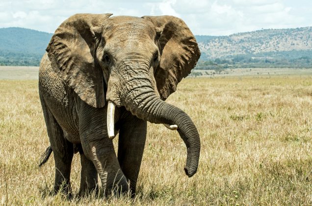 De acordo com informações do jornal El País, ela foi atingida e ferida de maneira fatal por uma das presas do animal (Foto: Unsplash).