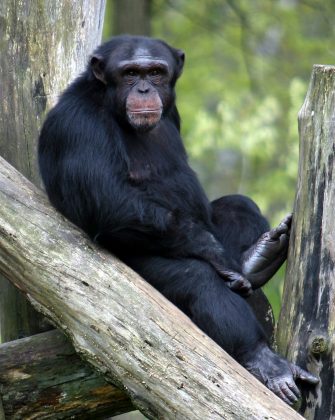 Além da proximidade física, a pesquisa destacou que chimpanzés em posições hierárquicas mais baixas eram mais propensos a "seguir" os indivíduos dominantes na hora de urinar (Foto: Unsplash)