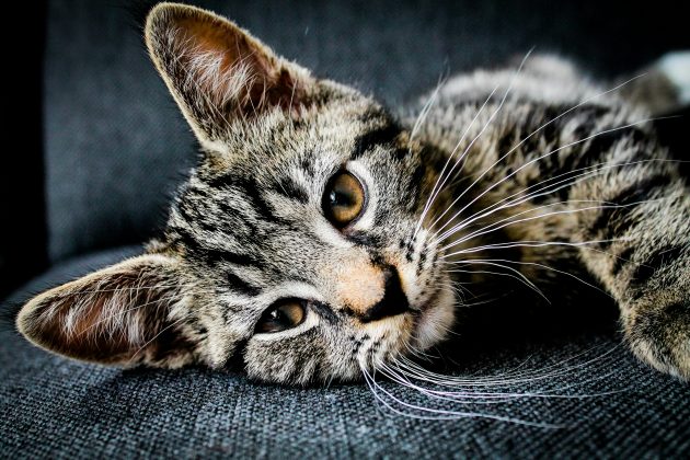 A ideia de que cada ano de vida de um gato equivale a sete anos humanos é amplamente conhecida, mas não reflete a realidade (Foto: Unsplash)