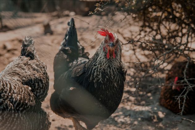 Ele argumenta que a ovocleidina, embora importante, não é universal entre todas as aves, já que espécies como os gansos não dependem dela para formar seus ovos (Foto: Unsplash)