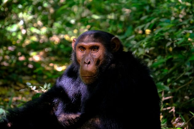 Esse processo de aprendizado coletivo foi essencial para o desenvolvimento e a preservação de técnicas ao longo do tempo, tanto para os chimpanzés quanto para os hominídeos (Foto: Unsplash)