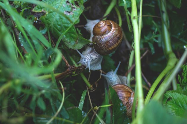 Após o nascimento de mais de 1.300 filhotes, os moluscos foram reintroduzidos na ilha Bugio, escolhida por estar livre de predadores (Foto: Unsplash)