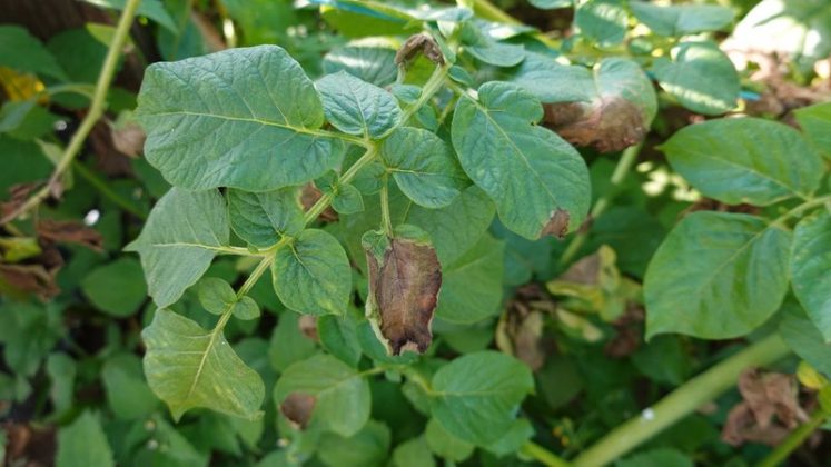 A descoberta lança nova luz sobre as raízes de uma das maiores tragédias humanas do século 19 e reforça a importância da pesquisa genética para desvendar eventos históricos e prevenir futuros desastres agrícolas (Foto: X)