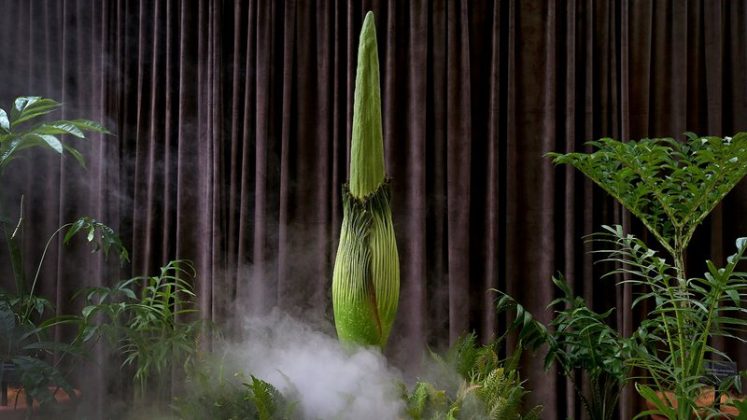 O raro desabrochar da amorphophallus titanum, popularmente chamada de flor-cadáver, tem atraído milhares de visitantes ao Jardim Botânico Real de Sydney, na Austrália (Foto: X)