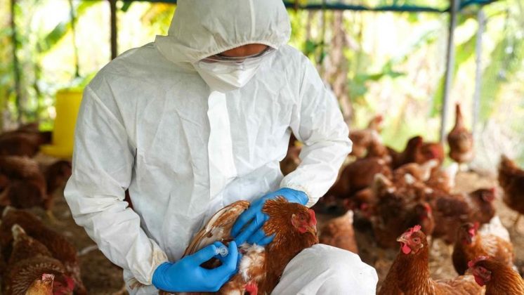 Desde o início de 2024, o país registrou 66 casos de infecção pelo vírus H5N1 em humanos (Foto: X)