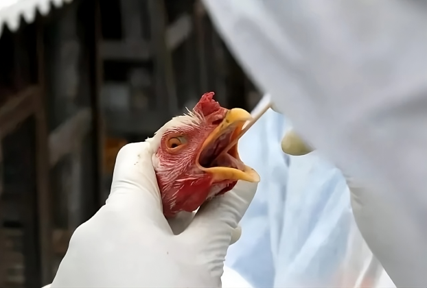 Apesar disso, não há sinais de alterações no vírus que indiquem um aumento no risco para a saúde humana, segundo as autoridades (Foto: X)