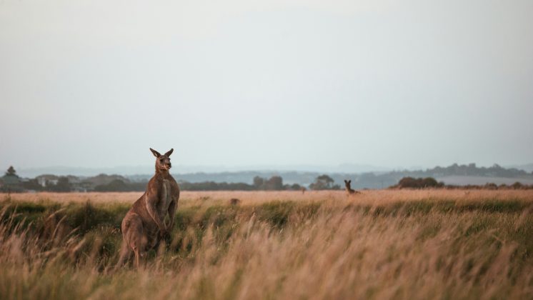 A vítima só não sofreu consequências ainda mais sérias graças à rápida ação de um vizinho, que prestou os primeiros socorros antes da chegada do resgate (Foto: Unsplash)