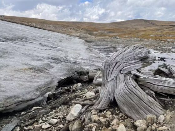 A floresta, localizada a 3.000 metros de altitude, se transformou em tundra alpina devido ao resfriamento climático há 5.500 anos (Foto: Daniel Stahle/Universidade Estadual de Montana)