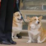 No momento de sua partida, quatro cães permaneciam sob seus cuidados: dois corgis, um dorgi (cruzamento entre corgi e dachshund) e um cocker spaniel (Foto: X)