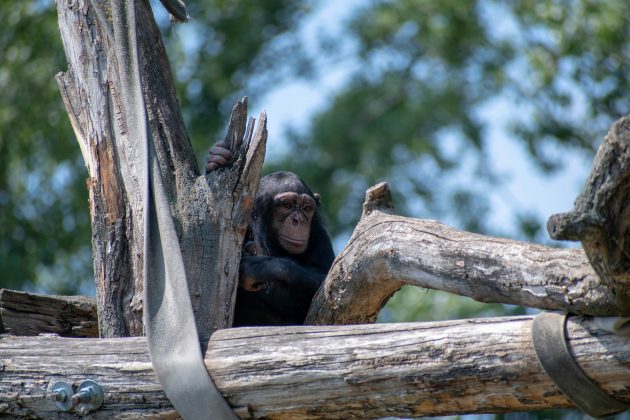 Um estudo realizado por pesquisadores da Universidade de Kyoto, no Japão, revelou um comportamento peculiar entre chimpanzés: a micção "contagiosa" (Foto: Unsplash)