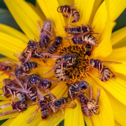 As moscas conseguem se capazes de cavar 2 metros de profundidade e até entrar em caixões para comer e colocar ovos nos cadáveres. A espécie mosca-do-caixão (Conicera tibialis) é a responsável por tal. (Foto: iStock)