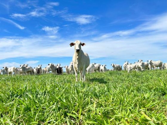 Vegetação nativa traz beneficios à agricultura (Foto: iStock)