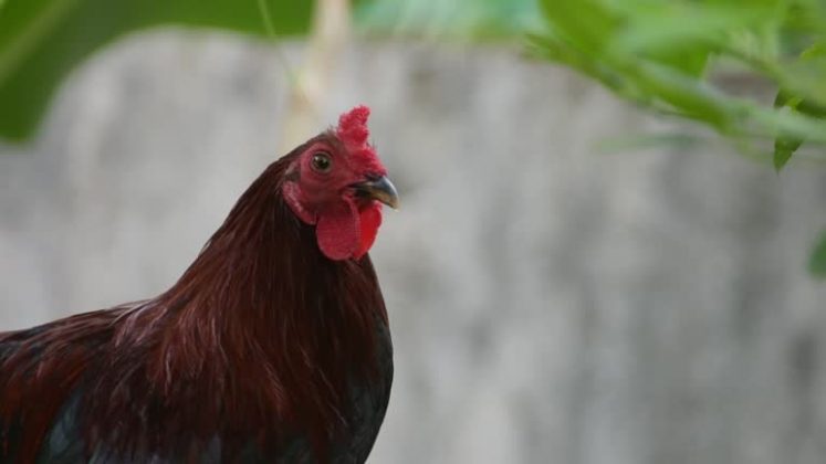 Um estudo científico surpreendeu ao ter tomado a decisão de analisar se as galinhas domésticas possuem sentimentos a ponto de ficarem com o rosto vermelho a depender de suas emoções. (Foto: iStock)