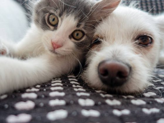 Domesticação diminui cérebro dos animais, diz estudo. (Foto: iStock)