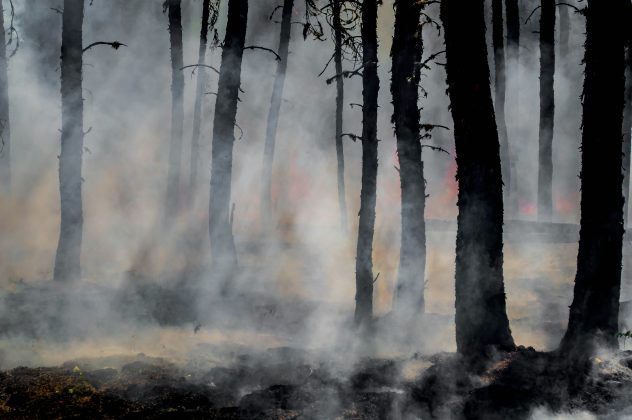 Os ventos de Santa Ana, caracterizados por serem secos e intensos, removem a umidade da vegetação, criando condições ideais para a ocorrência e disseminação de incêndios florestais (Foto: Unsplash)