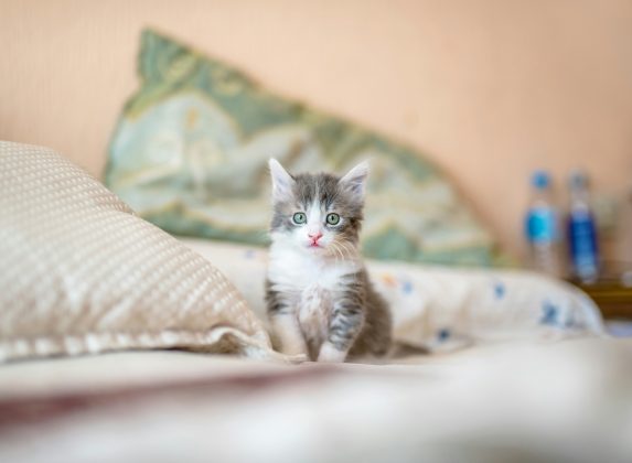 Embora não exista uma fórmula científica exata para determinar a idade dos gatos em relação à dos humanos, veterinários costumam utilizar uma estimativa baseada em mudanças físicas e comportamentais, comparando-as aos ciclos de vida dos humanos (Foto: Unsplash)