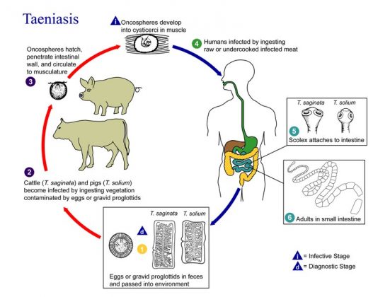 Imagem mostra o Ciclo de vida da Taenia solium (Foto: CDC/Alexander J. da Silva, PhD/Melanie Moser, Cortesia: Biblioteca de Imagens de Saúde Pública, Domínio público, via Wikimedia Commons)