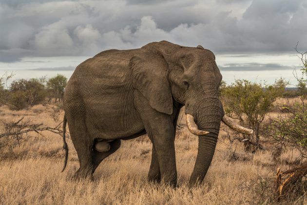 O incidente aconteceu na sexta-feira, 3 de janeiro, no Koh Yao Elephant Care, localizado no arquipélago de Yao Yai, região turística ao sul do país (Foto: Unsplash)