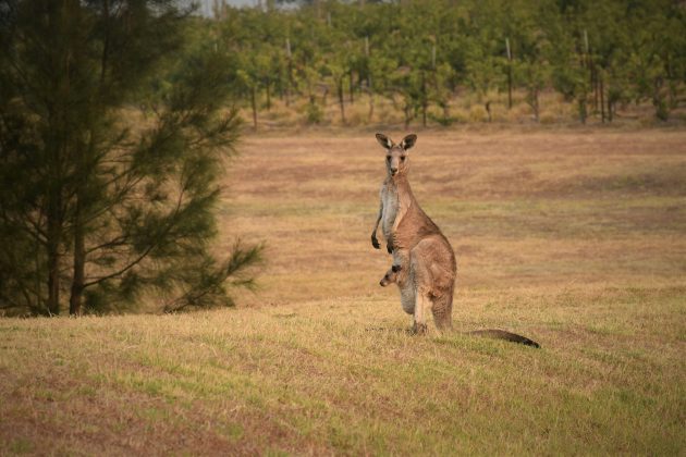 Um homem de aproximadamente 50 anos foi atacado por um canguru de grande porte em sua propriedade na região rural de Willows, na Austrália (Foto: Unsplash)