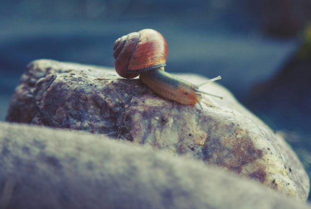 Cada caracol foi marcado com cores para facilitar o monitoramento de sua adaptação ao novo ambiente (Foto: Unsplash)