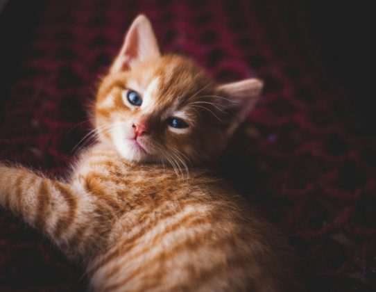 Uma gata da raça Maine Coon chamada Mittens, de oito anos, tornou-se protagonista de uma curiosa sequência de viagens aéreas, que a levou a embarcar em três voos em um único dia (Foto: Unsplash)