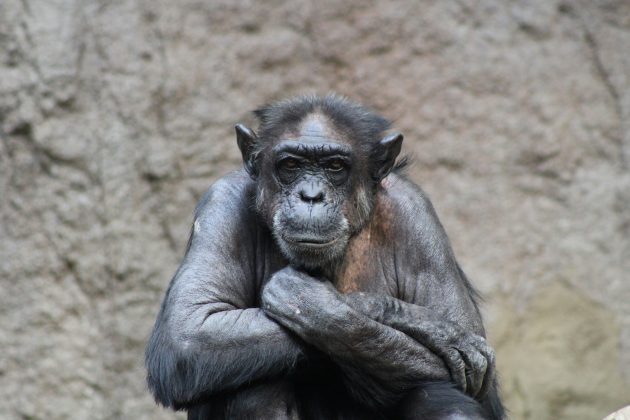 Essa escolha refletiu um entendimento funcional das propriedades mecânicas das pedras, semelhante ao que os hominídeos de Oldowan demonstravam ao criar ferramentas de corte e raspagem (Foto: Unsplash)