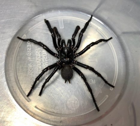 Com até nove centímetros de comprimento, essa aranha supera em tamanho outras aranhas-teia-de-funil, cuja média é de cinco centímetros (Foto: X)