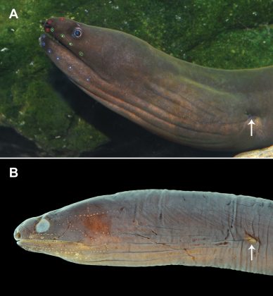 Cientistas identificam nova espécie de moreia e a batizam em homenagem a Hades, deus do submundo (Foto: ZooKeys)