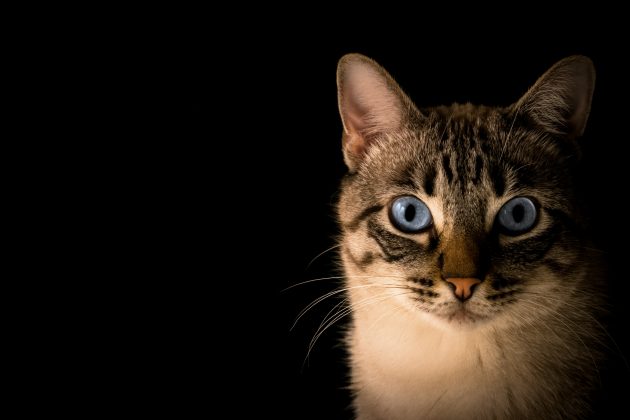 Se você adotou um gato sem informações sobre sua idade, um veterinário pode fornecer uma estimativa ao examinar características físicas, como dentes, olhos e peso, além de exames laboratoriais (Foto: Unsplash)