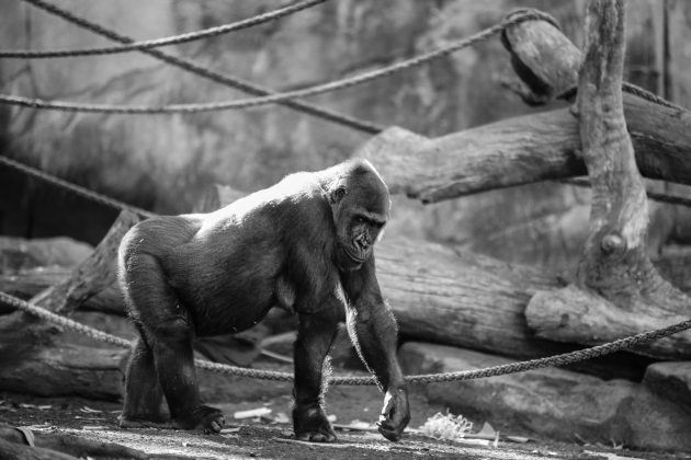 Os cientistas observaram chimpanzés na região de Bossou, na Guiné, enquanto utilizavam ferramentas para quebrar nozes (Foto: Unsplash)