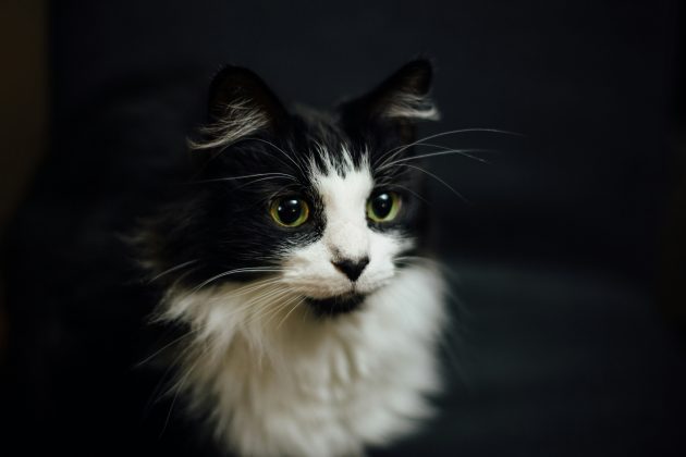 Entenda a lógica por trás do envelhecimento dos gatos e aprenda a identificar a idade aproximada do seu felino (Foto: Unsplash)